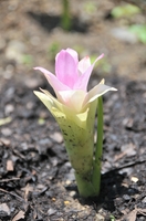 薄ピンク色の苞が特徴的なキョウオウ＝６月１日、福井県小浜市の杉田玄白記念公立小浜病院