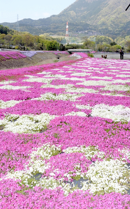 里山は春満開 カラフル田園の正体は「シバザクラ」福井県高浜町、おおい町