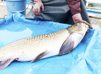 近年はまれ…福井県の三方湖でソウギョ捕獲　81歳ベテラン漁師「懐かしかった」