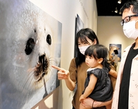 星野道夫さん写真展が福井市美術館で開幕　厳しくも美しい極北の世界、8月28日まで