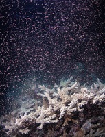 産卵するグレートバリアリーフのサンゴ＝11月23日、オーストラリア北東部ケアンズ沖（ギャレス・フィリップス氏提供・共同）