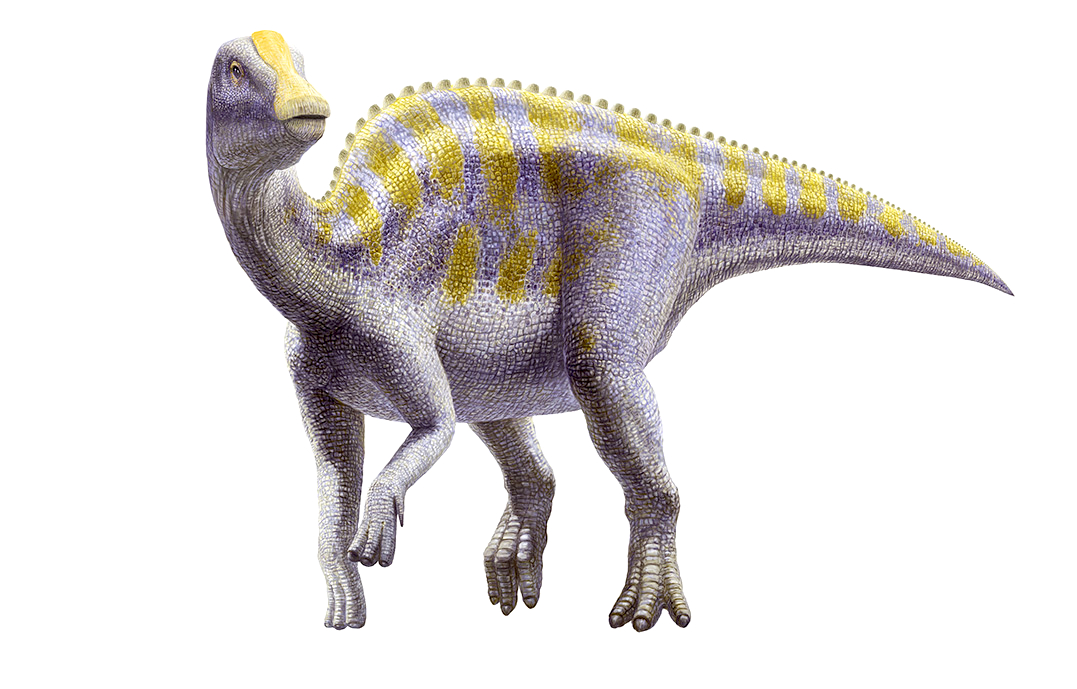 白亜紀末期の草食恐竜歯化石を熊本県で発見　ハドロサウルス上科、福井県立恐竜博物館が発表