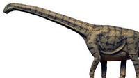 草食恐竜「竜脚類」の連続足跡化石を発見　福井県立恐竜博物館、国内2例目　絶滅カメ類の連結甲羅も